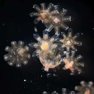 Baby jellyfish under a microscope