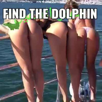 Dolphins