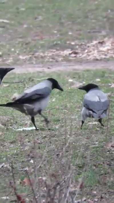 Trash Crows