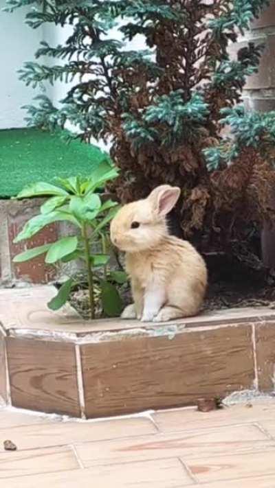 Look at the way this bunny is having a snack 🥺