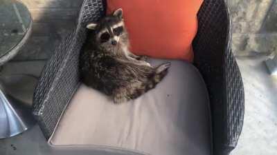 Came home to a raccoon chilling on my porch chair.