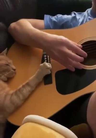 Kitty falls asleep listening to guitar strumming &quot;Blackbird&quot;