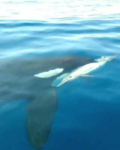 An orca with a dolphin in its mouth