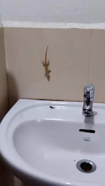 Gecko of the vent gets another meal from the humans