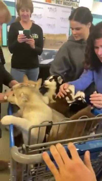 The pack goes shopping