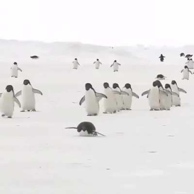 🔥 Penguins marching to cross large areas of ice