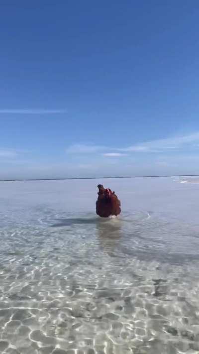 A day at the beach