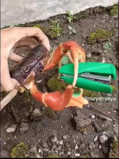 When your pet crab watch too much Bakemonogatari