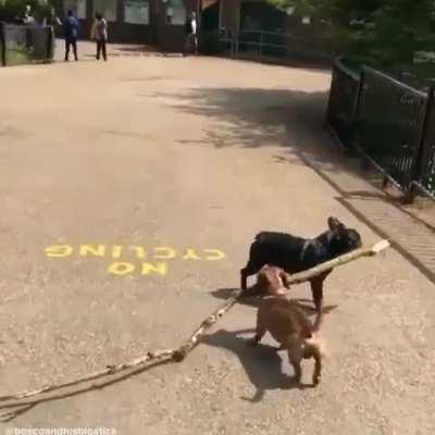 Dachshund With A Giant Branch GIF