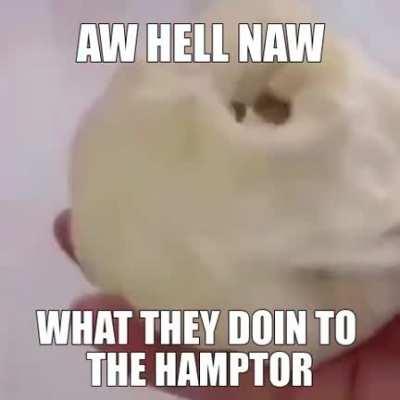 NOOO NOT MY HAMPTERS