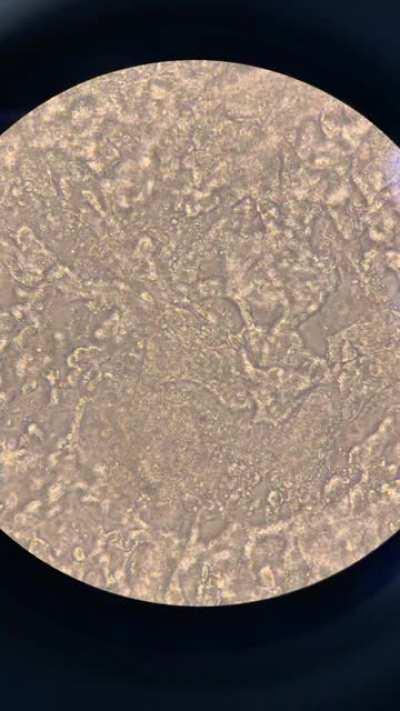 Beating cardic cells in culture. This is as close to magic as it gets 💛