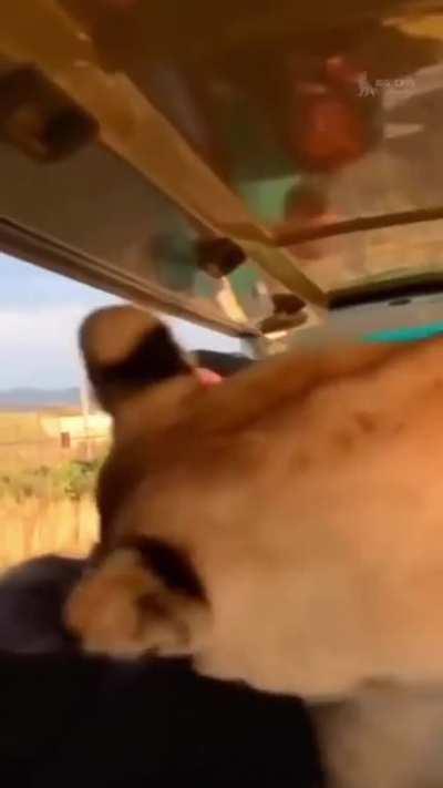 Lioness climbs into safari vehicle