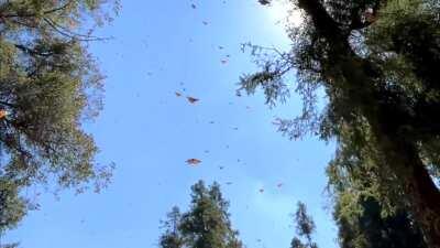 🔥 Went hiking through the forests where the monarch butterflies spend the winters.