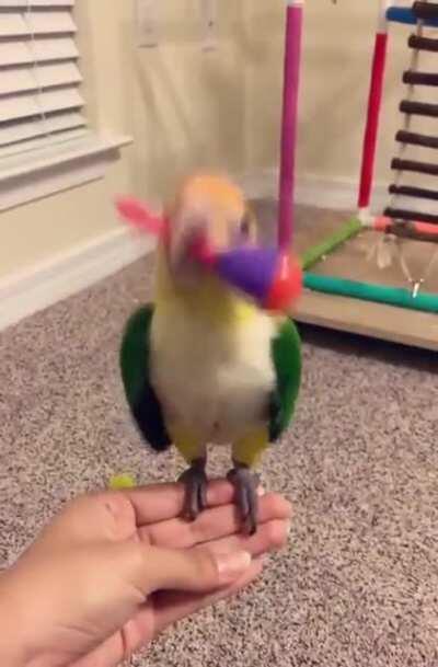 This bird loves to play the Maraca