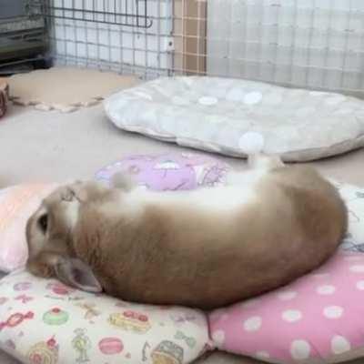 Bunny enjoying his new bed.