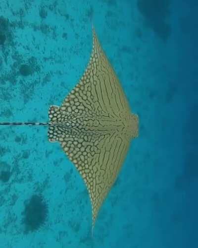 🔥 A rare and endangered Ornate eagle ray by Jacinta Shackleton.