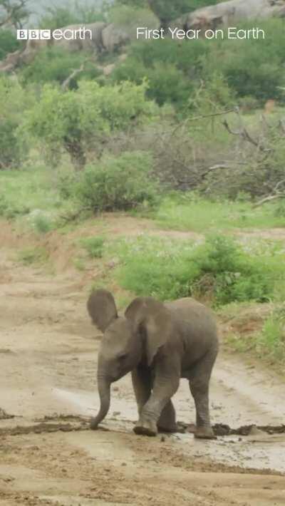 Baby elephants are too cute