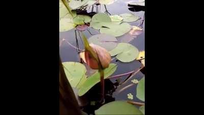 Freeing a lotus flower!