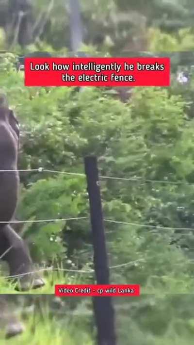 How this elephant is smartly breaking power fence. With patience.