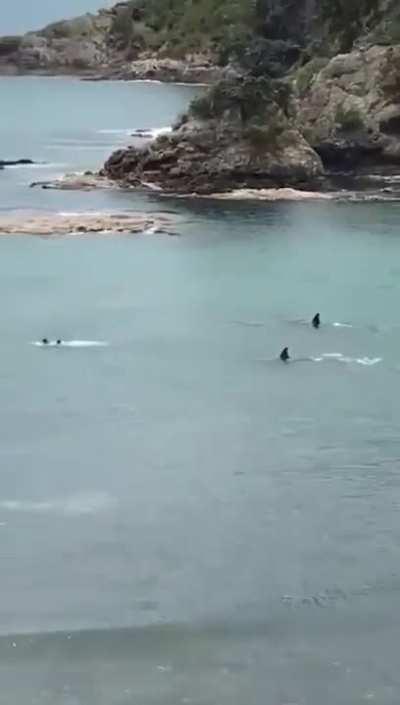 Two orcas moving in on two kids...