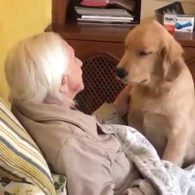 This 5 months puppy brings a lot of joy to his 100 years old grandma