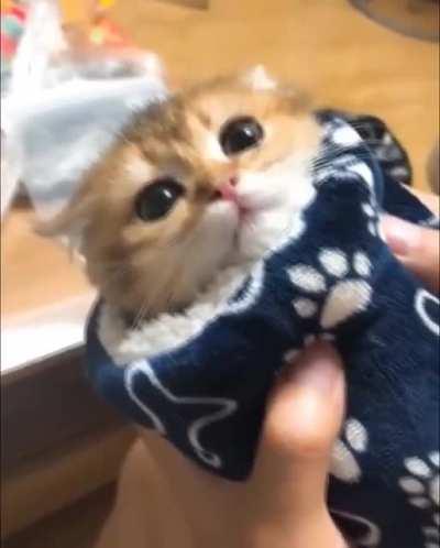 Smol purrito