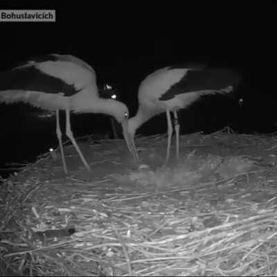 Two storks celebrating their first egg!