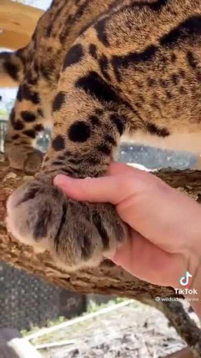 The sounds this Clouded Leopard makes!!