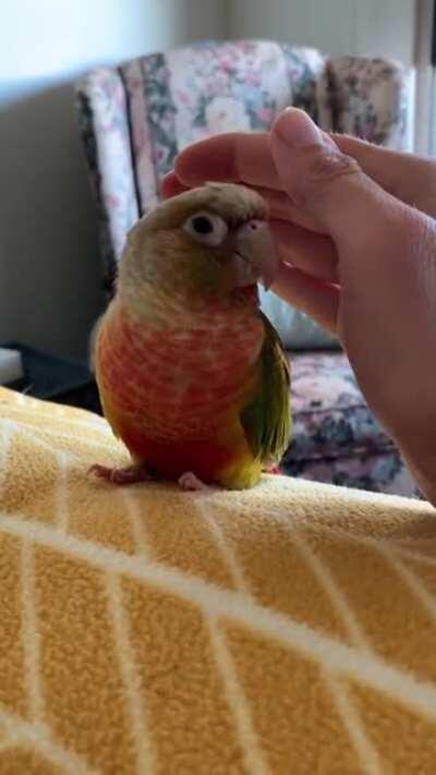 There is a challenge where you put your hand near your dog like you're going to pet them but don't actually pet them. Someone tried it on their bird and it was adorable.