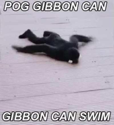 Gibbon Can Swim 😳