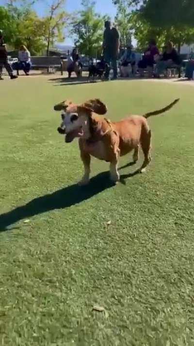 Sweetest old girl we met at the dog park