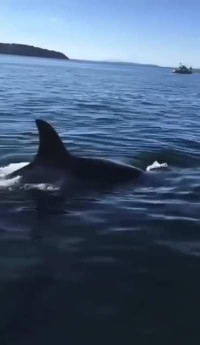 Seal narrowly escapes meal time.