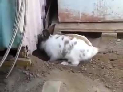 A rabbit saving a cat who couldn’t find its way out