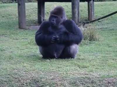 gorilla uses sign language to tell someone that he's not allowed to be fed by visitors.