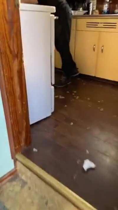 WCGW leaving a paint can open near a young dog?