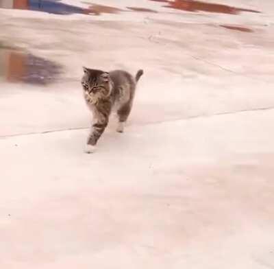 Purrfect catwalk strut