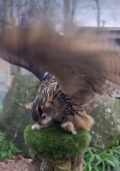 I must go, my owl people need me