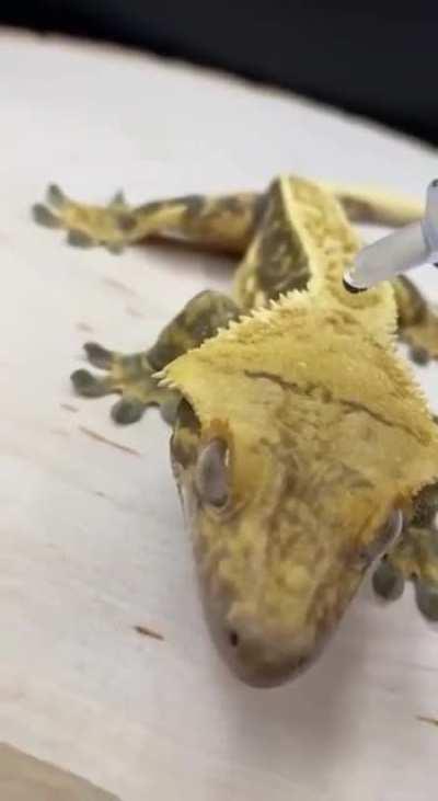 Geckos have a hydrophobic skin