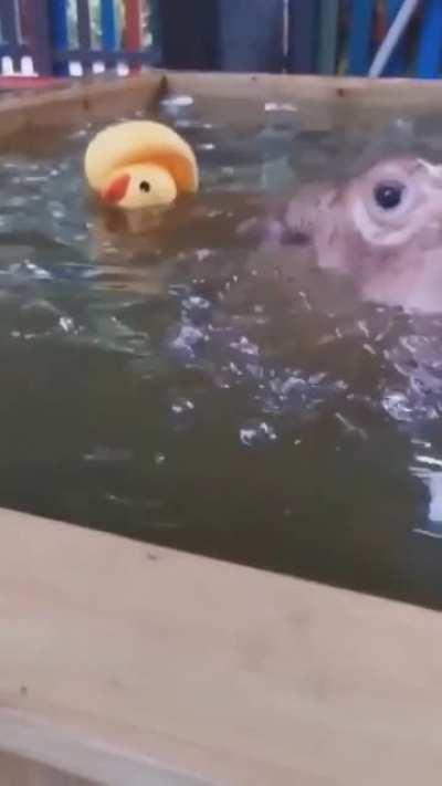 Baby Hippo proud of his rubber duckie!