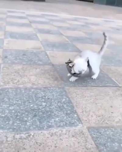 A sugar glider taming a kitten