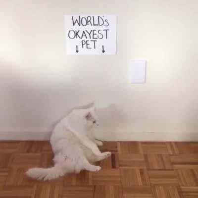 World's most okay pet