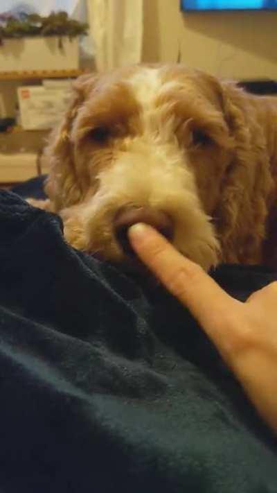 Dog is not amused by your feeble boops