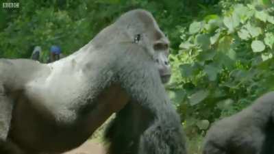 🔥Father silverback gorilla blocks road so his family can safely cross🔥