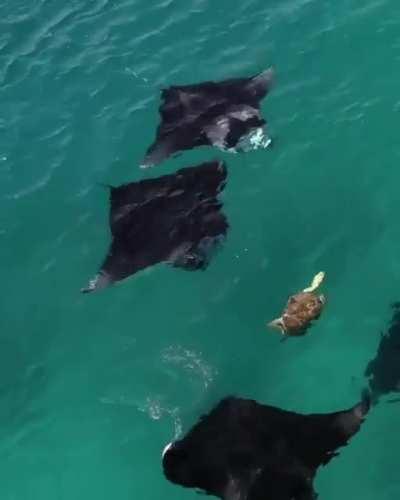 🔥 Dude Crush rolling with the Sting Rays