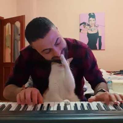 Pianist Cat