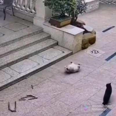 to attack the cat