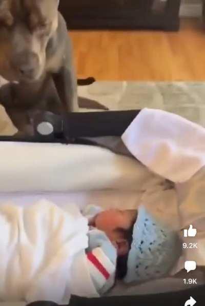 Pitbull stalking a baby’s crib, whining/growling, and barking, scaring the baby. Such a bloodthirsty look in his eyes. All his owner can do is passively say “don’t scare the baby.”