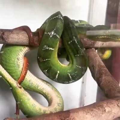 🔥 Boa giving birth