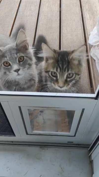 Teaching my cats how to use the cat door