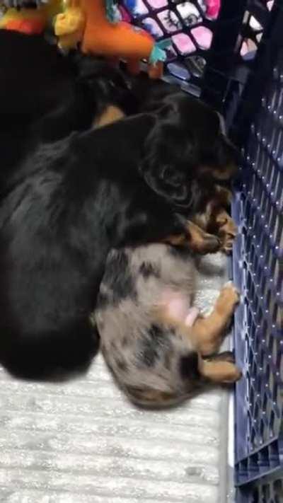 Puppy was having a nightmare until his sister came.